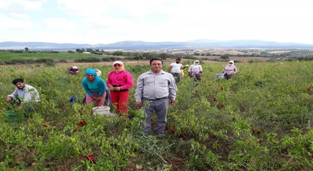 Karacasu biberi ses getirdi