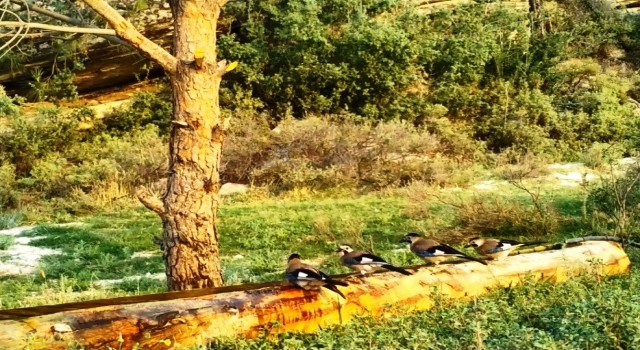 Aydın DKMP, yaban hayvanlarını unutmadı