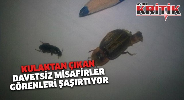 Kulaktan çıkan davetsiz misafirler, görenleri şaşırtıyor