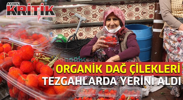 Organik dağ çilekleri tezgahlarda yerini aldı