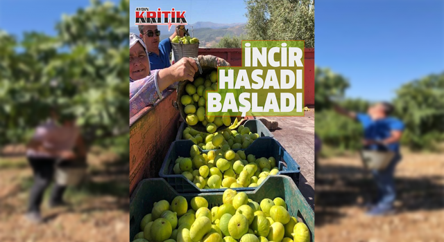 Buharkent'te incir hasadı başladı