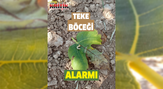 Karacasu'da 'teke böceği' alarmı sürüyor