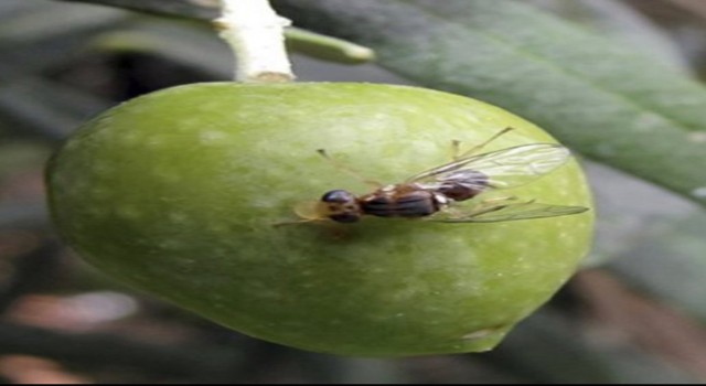 Zeytin sineği ile mücadeleye dikkat çekildi