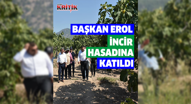 Başkan Erol, incir hasadına katıldı