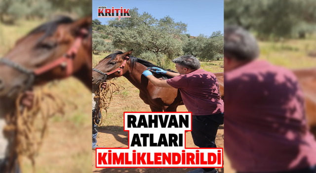 Karacasu’da rahvan atları kimliklendirildi