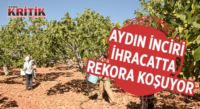 Aydın inciri ihracatta rekora koşuyor