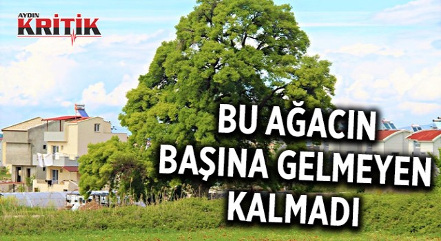 Bu ağacın başına gelmeyen kalmadı