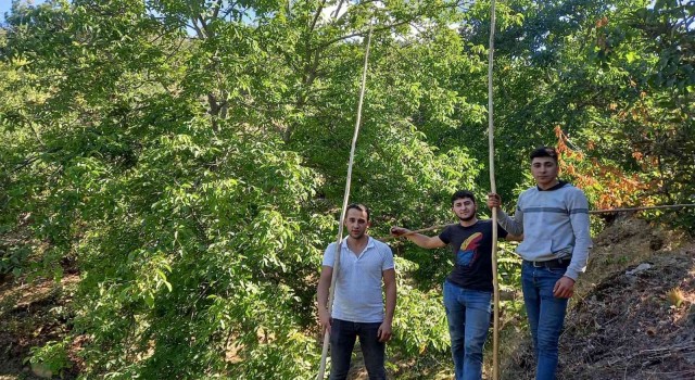 Ege’de ceviz hasadı başladı