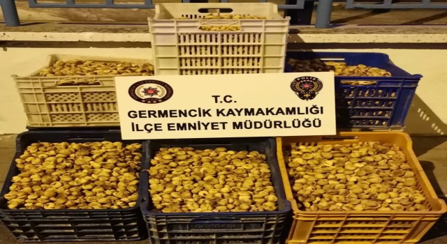 Germencik’te 450 kilogram incir çalan şüpheliler yakalandı