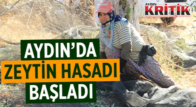 Aydın’da zeytin hasadı başladı