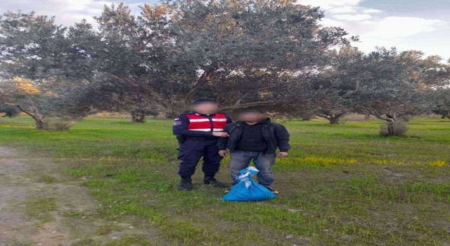 Zeytin hırsızı Aydın'da suçüstü yakalandı