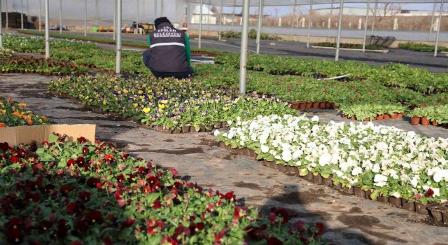 Efeler Belediyesi’nin yetiştirdiği çiçekler kenti süslüyor