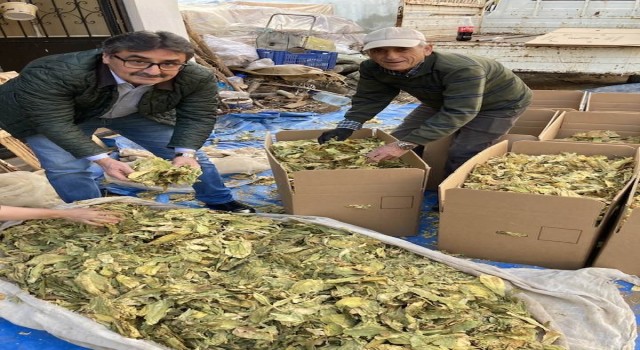 Karacasu’da tütünler paketlenmeye başladı, üreticiyi para kazanamama telaşı sardı