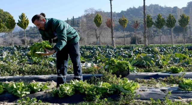 Kuşadası Adabahçe’de kış hasadı başladı