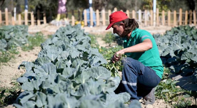 Adabahçe’de kış hasadı devam ediyor