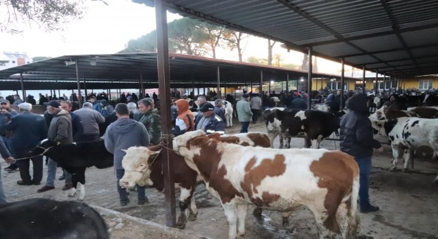 Aydın’da 50 gün aradan sonra hayvan pazarları açıldı