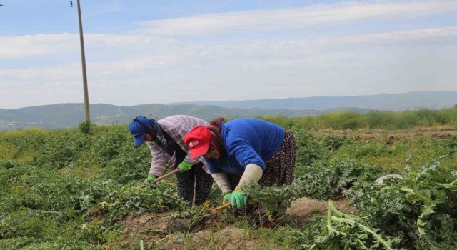 Efeler’in şevketibostanları için hasat zamanı