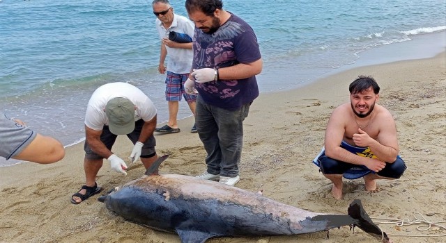 Kuşadası’nda iki yunus karaya vurdu