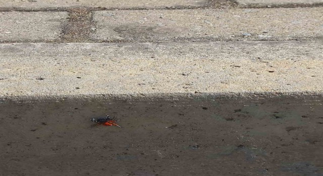 Efeler’de şehir merkezinde zehirli uğur böceği örümceği görüldü