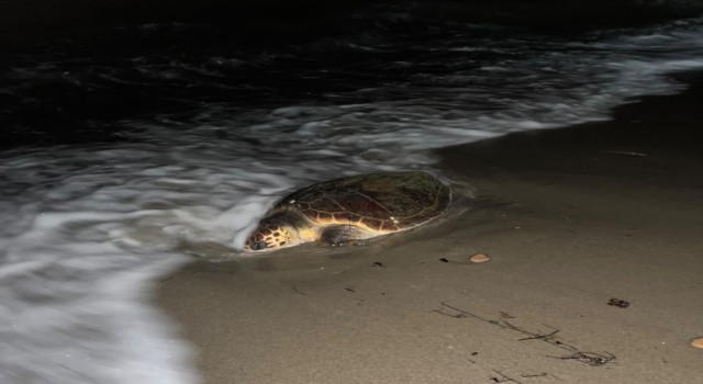 Kuşadası’nda sahilde caretta caretta türü deniz kaplumbağası ölü olarak bulundu