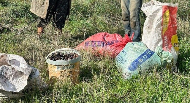 Germencik’te zeytin hırsızları suçüstü yakalandı