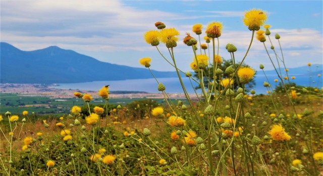 Kuşadası’nda yeni Tülüşah alanı keşfedildi