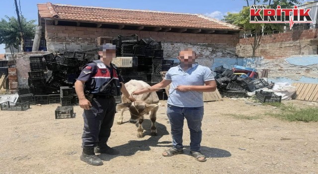 İncirliova’da Büyükbaş Hayvan Hırsızlığı Aydınlatıldı