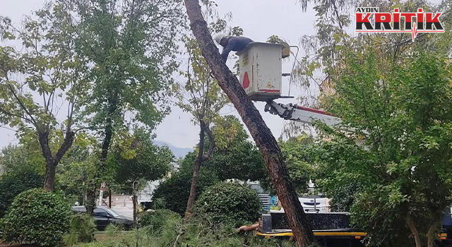 Efeler’de yağışlı havalara karşı budama önlemi