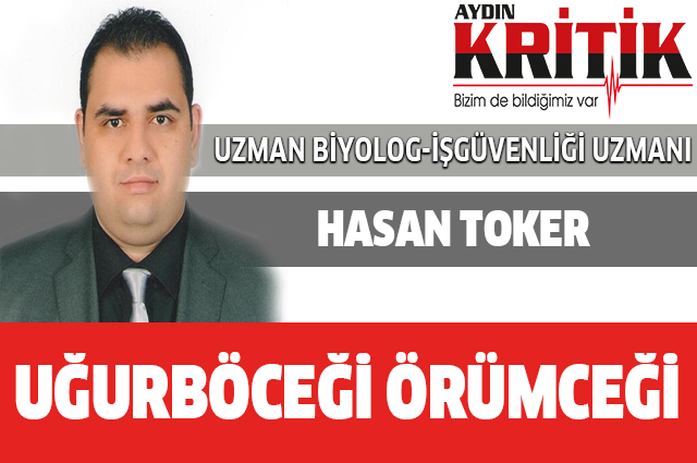 UĞURBÖCEĞİ ÖRÜMCEĞİ