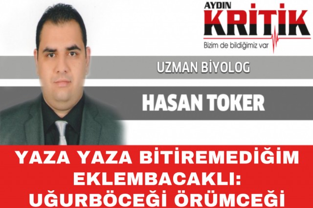 YAZA YAZA BİTİREMEDİĞİM EKLEMBACAKLI: UĞURBÖCEĞİ ÖRÜMCEĞİ