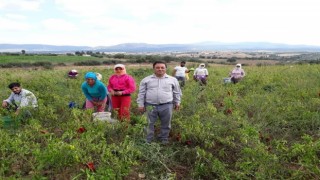 Karacasu biberi ses getirdi