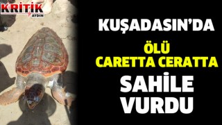 Kuşadası’nda ölü caretta caretta sahile vurdu