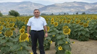 Aydın’da ayçiçeği üretiminde başarı sağlandı