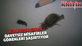 Kulaktan çıkan davetsiz misafirler, görenleri şaşırtıyor