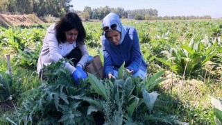 Enginar zararlarıyla mücadele devam ediyor