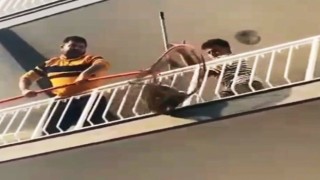 Şaşkın maymun sahibine zor anlar yaşattı