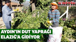 Aydın’ın dut yaprağı Elazığ’a gidiyor