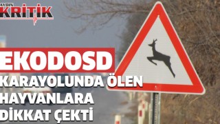 EKODOSD, karayolunda ölen hayvanlarına dikkat çekti