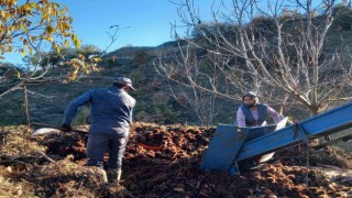 Kestane fiyatları altınla yarışınca üretici ürünü kuyudan erken çıkardı