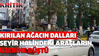 Kırılan ağacın dalları seyir halindeki araçların üzerine düştü