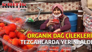 Organik dağ çilekleri tezgahlarda yerini aldı