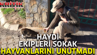 HAYDİ ekipleri sokak hayvanlarını unutmadı