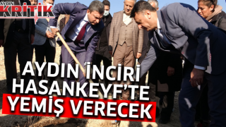 Aydın inciri Hasankeyf’te yemiş verecek