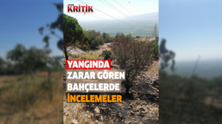 58 dekar zeytinlik ve 2 dekar incir bahçesi zarar gördü