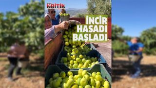 Buharkent'te incir hasadı başladı