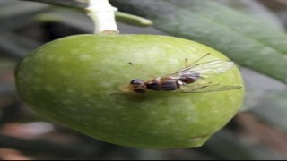 Zeytin sineği ile mücadeleye dikkat çekildi