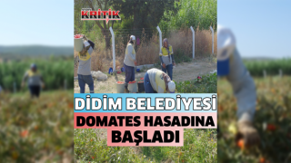 Didim Belediyesi domates hasadına başladı