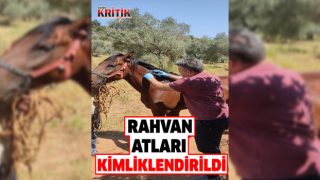 Karacasu’da rahvan atları kimliklendirildi