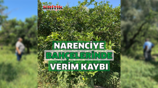 Narenciye bahçelerindeki verim kaybı araştırılıyor