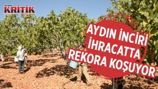 Aydın inciri ihracatta rekora koşuyor